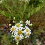 Doellingeria umbellata Λουλούδι