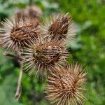 Arctium nemorosum Fruit