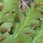 Asplenium adiantum-nigrum Leaf