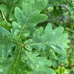 Quercus × rosacea Blad