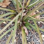 Hesperaloe parviflora 葉