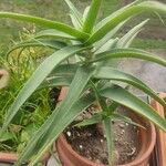 Aloe striatula ᱥᱟᱠᱟᱢ