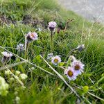 Erigeron uniflorus 整株植物