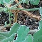 Pelargonium tomentosum Blad