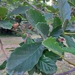 Quercus aliena Листок