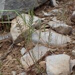 Catapodium rigidum Hábito