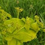 Smyrnium perfoliatum Flor