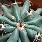 Ferocactus herrerae Corteccia