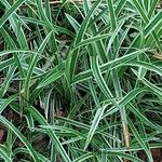 Carex morrowii 葉