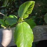 Ficus sycomorus Лист