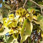 Combretum molle Fruit