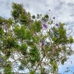 Jacaranda caucana পাতা