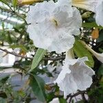 Tabebuia pallida Flower