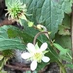 Geum laciniatumফুল