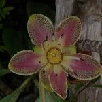 Strasburgeria robusta Flower