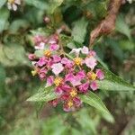 Malpighia glabra Flower