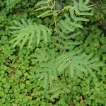 Acacia koaia Leaf