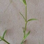 Stellaria graminea Leaf