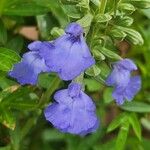 Salvia azurea Blomst