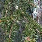 Picea abies List