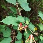 Triumfetta grandiflora Hoja