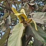 Pterospermum acerifolium Flower