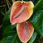Anthurium andraeanum Fleur
