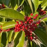 Ilex rotunda Leaf