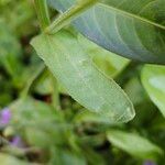 Calendula officinalis Blad