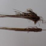 Juncus triglumis Bark