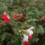 Salvia microphyllaКветка