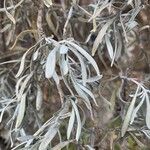 Cneorum pulverulentum Yaprak