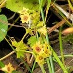 Alchemilla glabra Flor