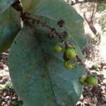 Byrsonima verbascifolia Fruit