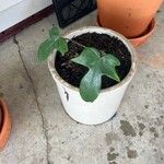 Philodendron panduriforme List