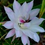 Echinopsis oxygona Flor