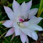 Echinopsis oxygona Flower