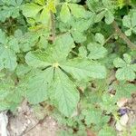 Cleome viscosa Leaf