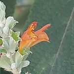 Colquhounia coccinea Flor