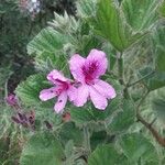 Pelargonium cucullatum Blomst