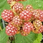 Rubus armeniacus Fruit