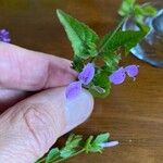 Hypoestes triflora Flower