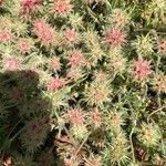 Trifolium stellatum Flower