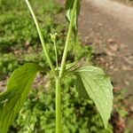 Galinsoga parviflora Bark