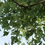 Erythrina lysistemon Levél