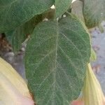 Brugmansia versicolor Φύλλο