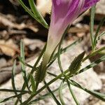 Ipomoea plummerae 花