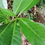 Voacanga africana Blad