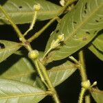Guatteria tomentosa Frunză