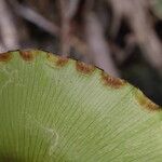 Adiantum reniforme Frukto
